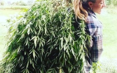 Facebook “Weeding Out” Entrepreneurs and Hemp Consumers