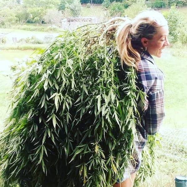 Facebook “Weeding Out” Entrepreneurs and Hemp Consumers