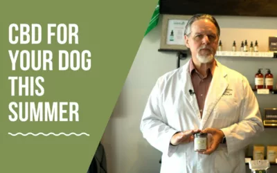 CBD For Your Dog This Summer