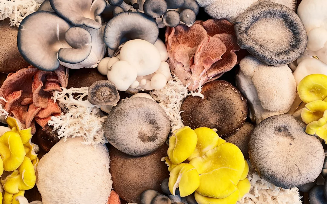 What are Functional Mushrooms? Fungi 101