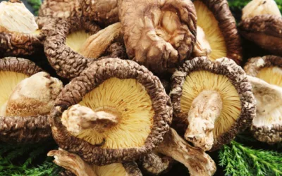 Boost White Blood Cell Production Naturally with Shiitake: Franny’s Vegan Multi-Mushroom Extract