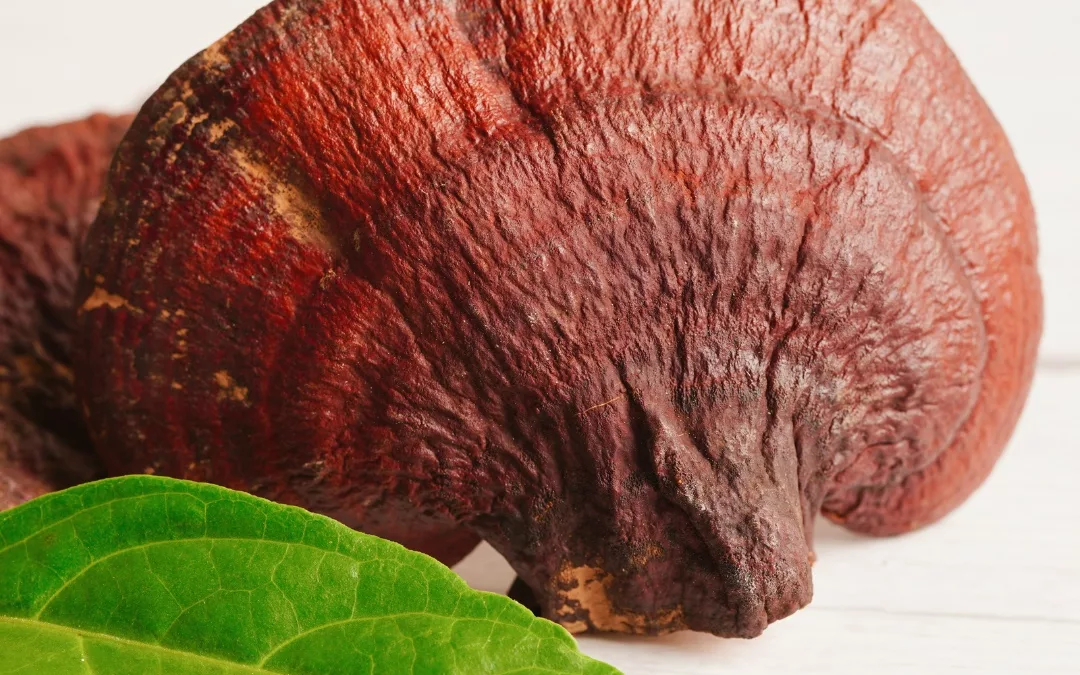 The Health Benefits of Reishi Mushrooms: A Natural Path to Wellness