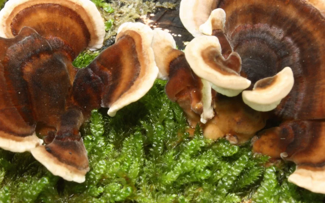 Grateful for Good Health: Unlocking the Benefits of Turkey Tail Mushrooms