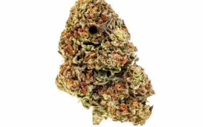 Embrace the Euphoria: Discover the Benefits of Our Popular Apple Fritter Strain