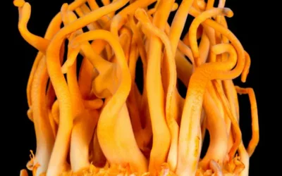 Elevating Sexual Wellness Naturally With Cordyceps